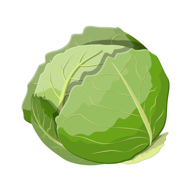 cabbage