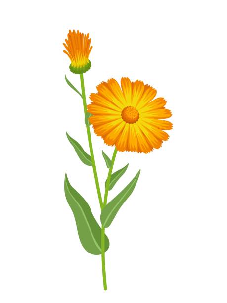 calendula