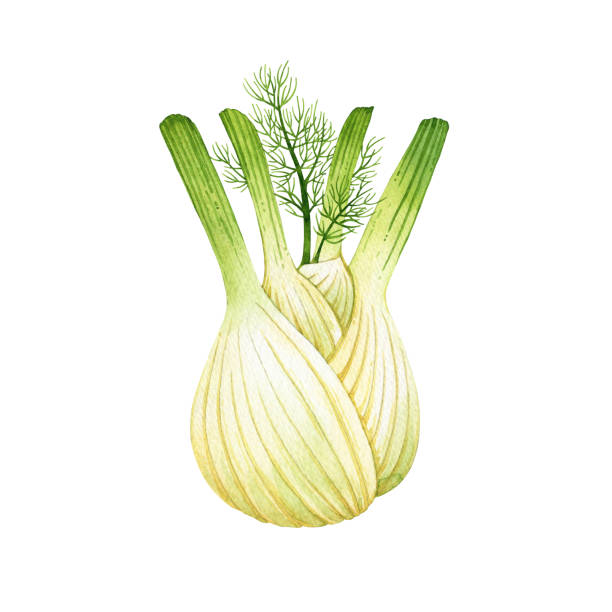 fennel