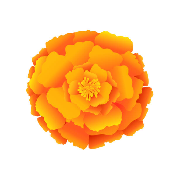 marigold