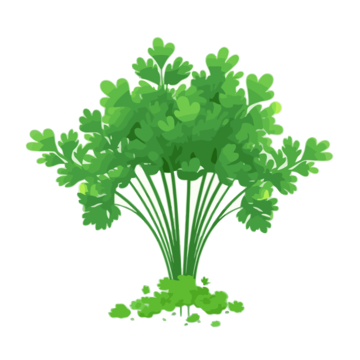 parsley