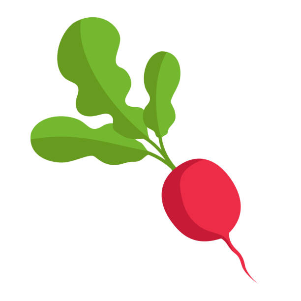 radish